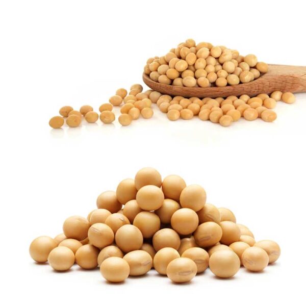 Soybean Seeds BD